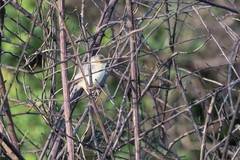 Cisticola erythrops