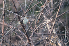 Cisticola erythrops