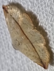 Eublemma perversicolor