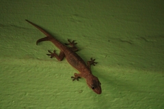 Hemidactylus