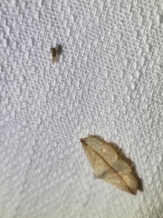 Eublemma perversicolor