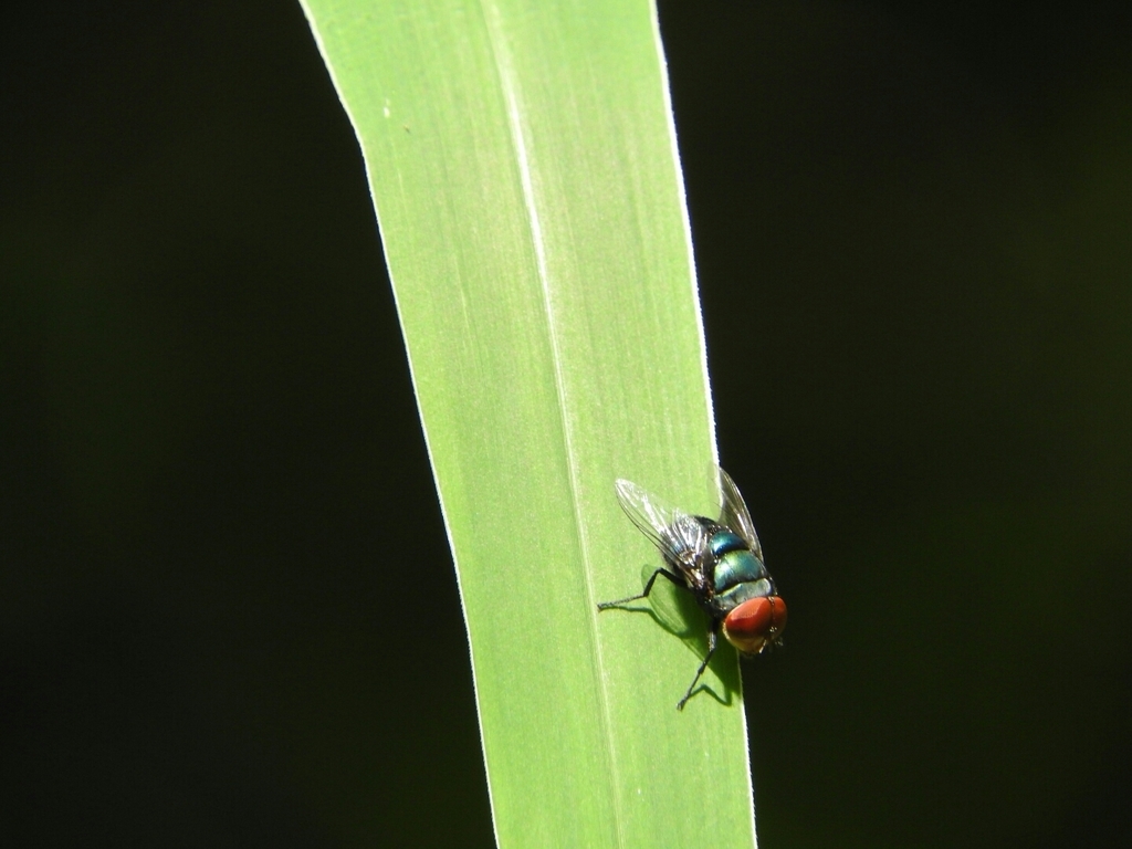 Oriental Latrine Fly (Diptera (flies) of the British Indian Ocean Territory) · iNaturalist