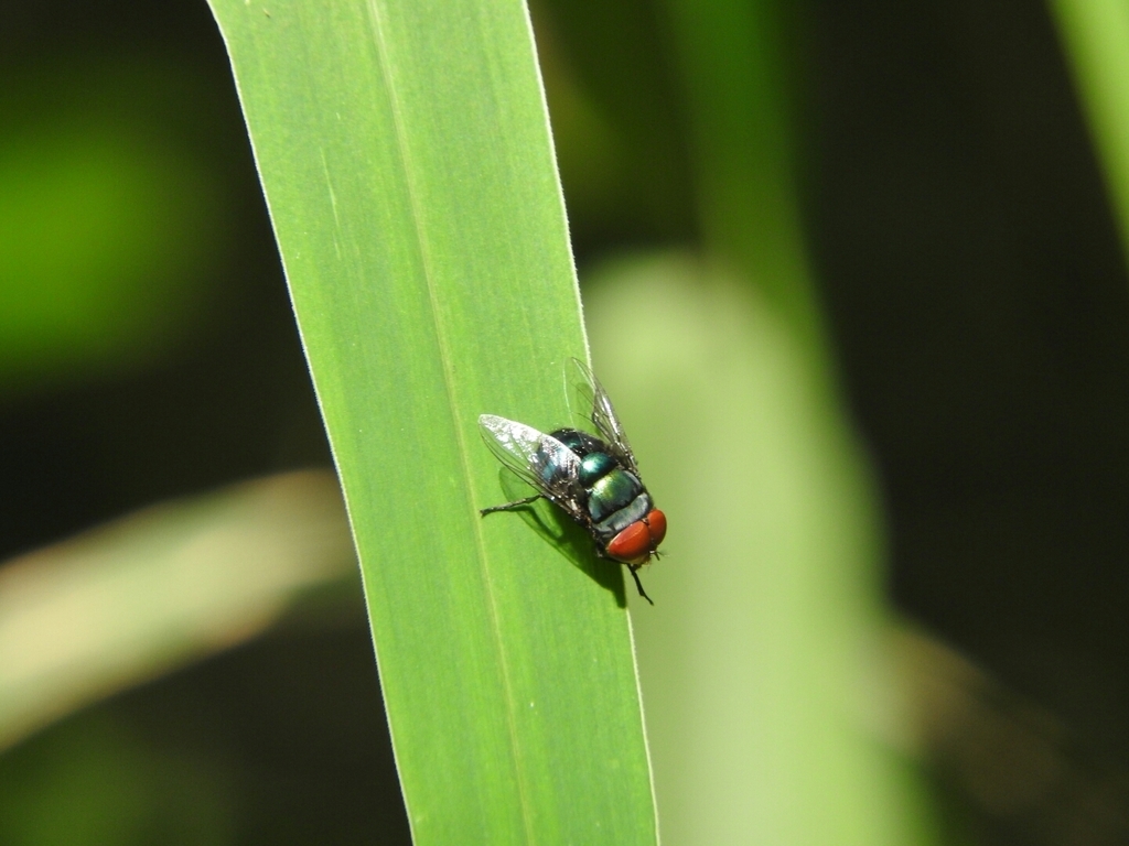 Oriental Latrine Fly (Diptera (flies) of the British Indian Ocean Territory) · iNaturalist