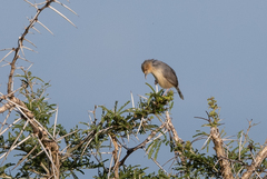 Cisticola erythrops