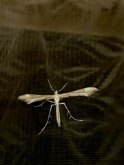 Gillmeria pallidactyla