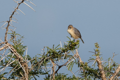 Cisticola erythrops
