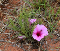 Ipomoea bolusiana