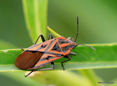 Spilostethus rivularis