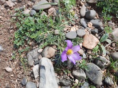 Pulsatilla bungeana