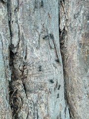 Cephalotes atratus