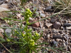 Artemisia palustris