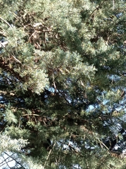 Cupressus glabra