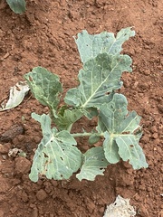 Brassica oleracea viridis