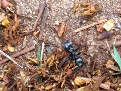 Cephalotes atratus