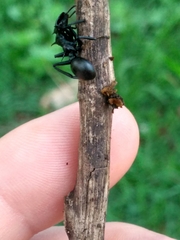 Cephalotes atratus