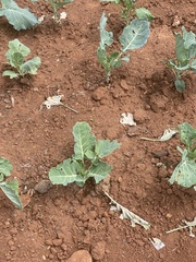 Brassica oleracea viridis