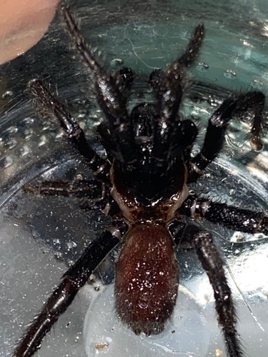 Southwestern Trapdoor Spider