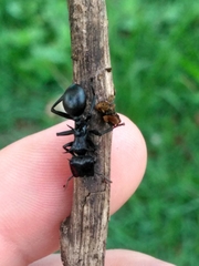 Cephalotes atratus