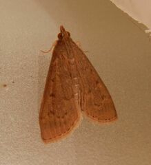 Herpetogramma licarsisalis