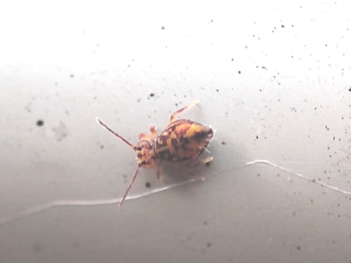 Dicyrtomina ornata, 9742 JC Groningen, Netherlands, photo 10 of 10