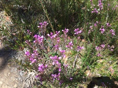 Comesperma