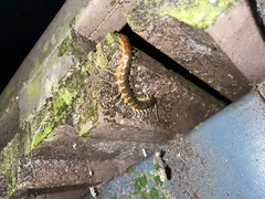 Ethmostigmus rubripes