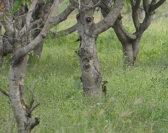Dinopium benghalense