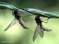 Entomophthora syrphi