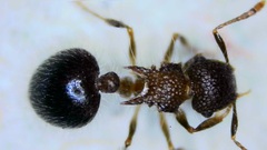Meranoplus bicolor
