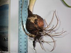 Ledebouria asperifolia