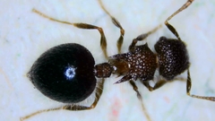 Meranoplus bicolor