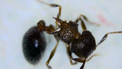 Meranoplus bicolor