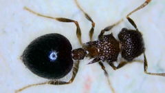 Meranoplus bicolor