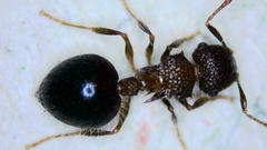 Meranoplus bicolor