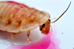 Opisthoplatia orientalis