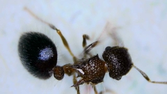 Meranoplus bicolor