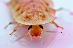 Opisthoplatia orientalis