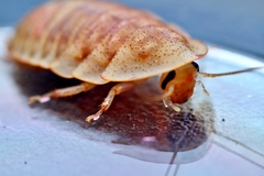 Opisthoplatia orientalis