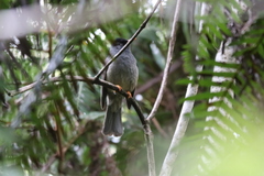 Hypsipetes borbonicus