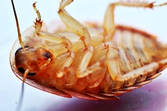 Opisthoplatia orientalis