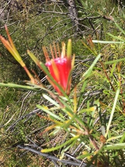 Lambertia