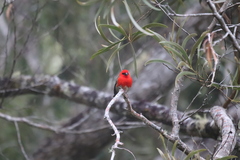 Foudia madagascariensis