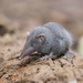 Asian House Shrew - Photo (c) Roland Godon, some rights reserved (CC BY), uploaded by Roland Godon