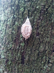 Insecta