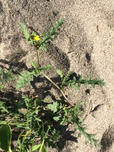 columbia yellow cress (Rorippa columbiae)