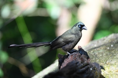 Crypsirina temia