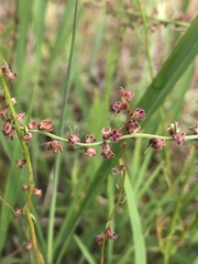 Haloragis heterophylla