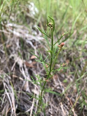 Haloragis heterophylla