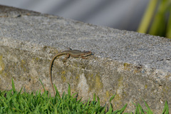 Podarcis muralis maculiventris