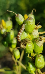 Eupithecia linariata